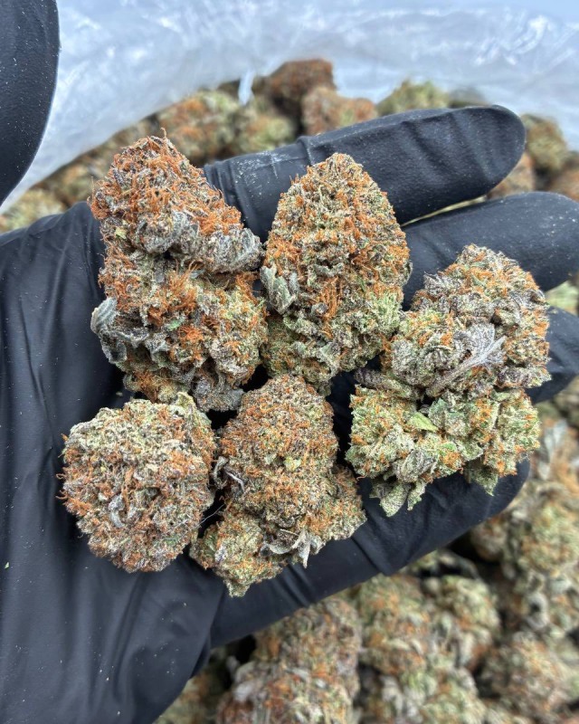 PURPLE BUBBALATO 💜🦄 