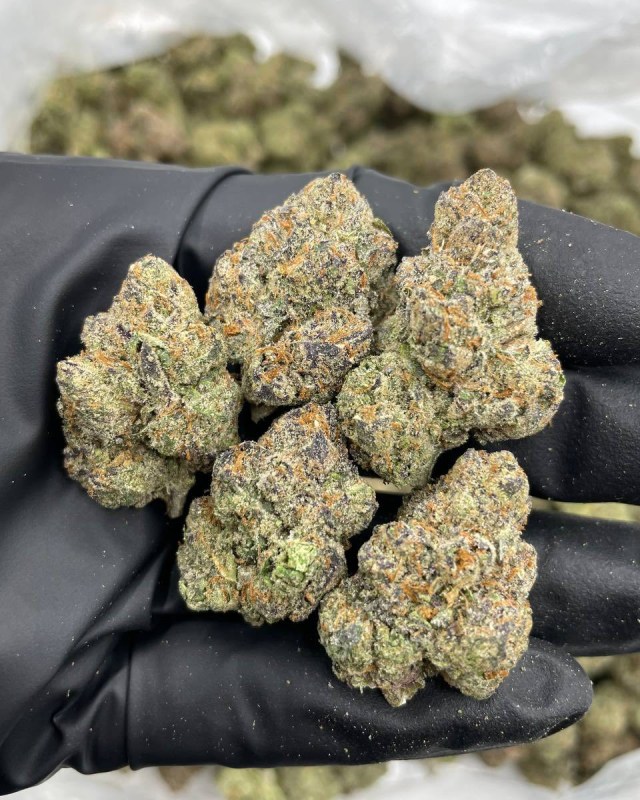 BLUE CANDY LEMONS INDOORS 🍭🍋 